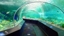 Toronto: Riplejev akvarijum