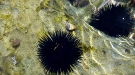 Kalitea: Morski ježevi