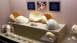 Puket: Muzej školjki