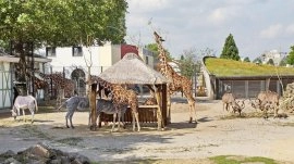 Amsterdam: Kraljevski zološki vrt Artis