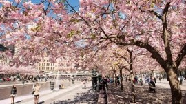 Stokholm: Park Kungsan - cvetanje trešanja