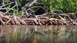 Abu Dabi: Nacionalni park Mangrove