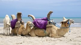 Djerba: Kamile na plaži