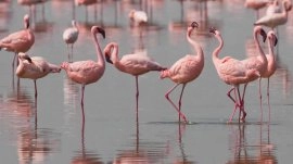 Djerba: Flamingosi