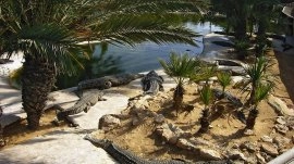 Djerba: Farma krokodila