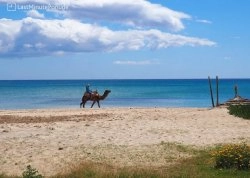 Leto 2024, letovanje - Hamamet - Hoteli: Plaža