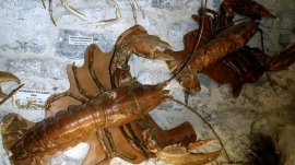 Makarska: Muzej riba i rakova