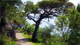 Makarska: Park šume Osejava