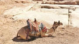 Šarm el Šeik: Kamila u pustinji
