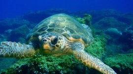 Zakintos: Caretta Caretta