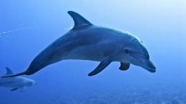 Kasandra: Delfin