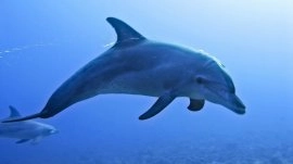 Hanioti: Delfin
