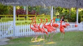 Nasau: Flamingosi