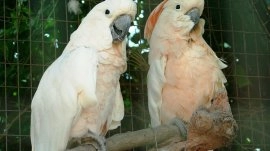 Nasau: Cacatua moluccensis