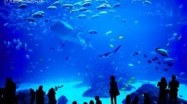 Hurgada: Veliki akvarijum