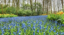 Amsterdam: Cvetna bašta 