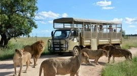 Johanesburg: Pak Lion & Safari