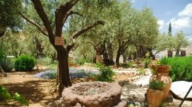 Jerusalim: Getsimanski vrt