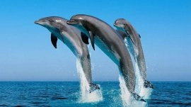 Jamajka: Delfini u marini Ocho Rios
