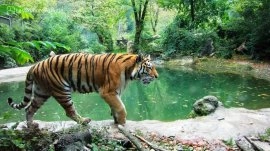 Nju Delhi: Zoološki park