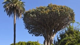 Tenerife: Zmajevo drvo