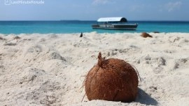 Zanzibar: Kokos na plaži