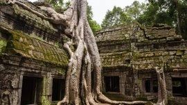 Angkor Wat: Hram Ta Prohm