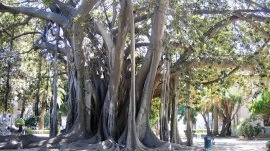 Palermo: Smokva u vrtu Giardino Garibaldi na trgu Marina