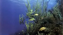 Varadero: Podvodni svet