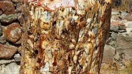 Lezbos: Okamenjena &scaron;uma - jedna od popularnih atrakcija na ostrvu