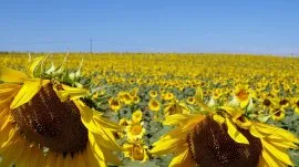 Kasandra: Suncokreti - unutra&scaron;njost Kasandre