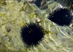 Leto 2026, letovanje - Kalitea - Apartmani: Morski ježevi