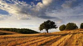 Halkidiki: Polja u unutra&scaron;njosti Kasandre