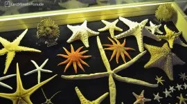 Bodrum: Pomorski muzej