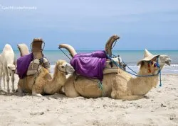 Leto 2026, letovanje - Djerba - Hoteli: Kamile na plaži