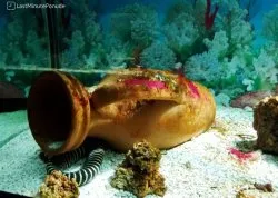 Lido di Jesolo - Hoteli: Akvarijum morski život