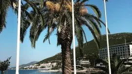 Neum