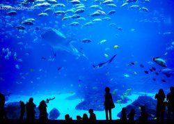 Leto 2022, letovanje - Hurgada - Hoteli: Veliki akvarijum