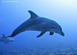 Leto 2025, letovanje - Hanioti - Hoteli: Delfin