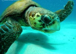 Leto 2025, letovanje - Zakintos - Hoteli: Caretta Caretta