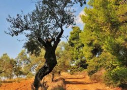 Leto 2025, letovanje - Sitonija - Apartmani: Halkidiki