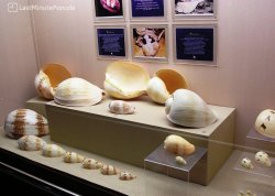 Leto 2026, letovanje - Tajland - Hoteli: Muzej školjki