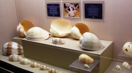 Puket: Muzej školjki