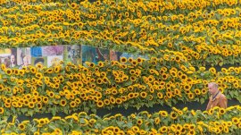 Amsterdam: Muzej Van Goga - lavirint cveća