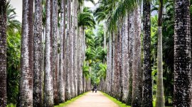 Rio de Žaneiro: Nacionalni park Tijuca Forest
